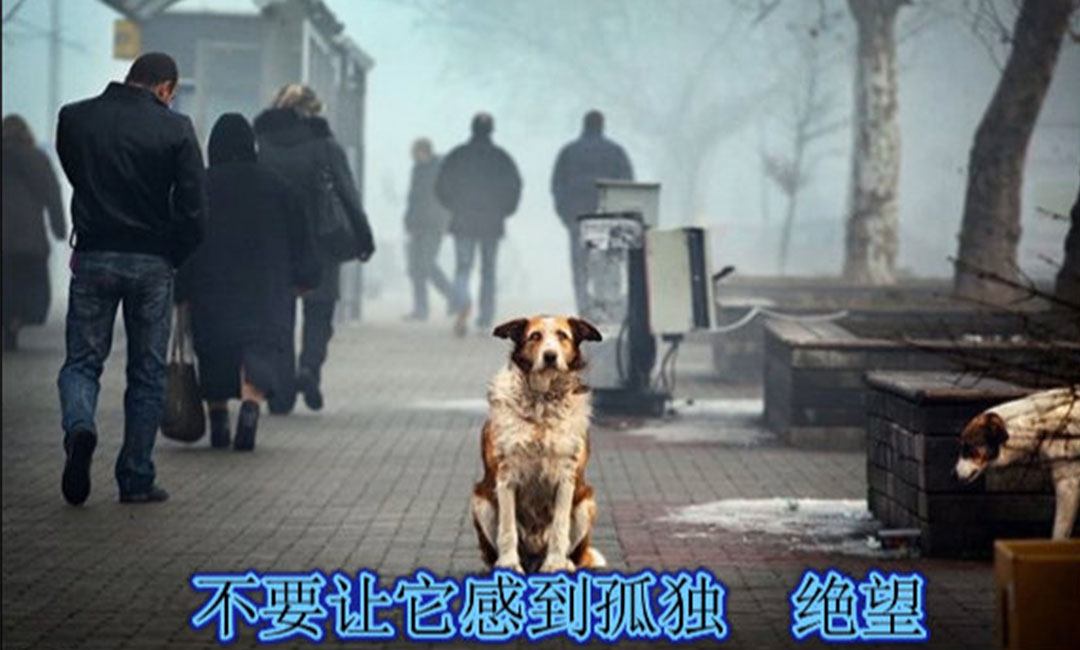 爱影圈微博微信转发案例